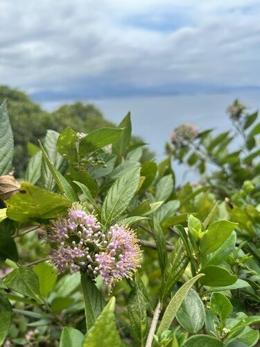 Callicarpa japonica (Beautyberry) — photo