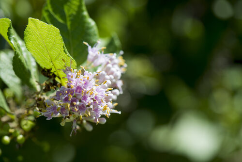 Callicarpa japonica (Beautyberry) — photo