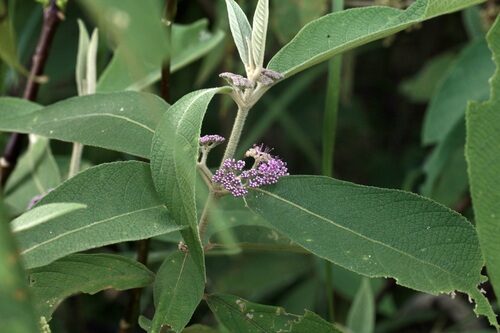 Callicarpa macrophylla — photo