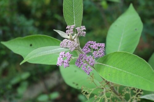 Callicarpa macrophylla — photo