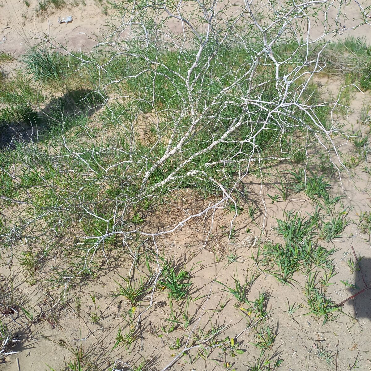 Calligonum aphyllum - (Pall.)Gürke. — photo