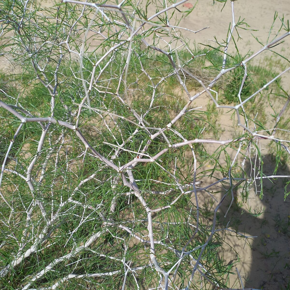 Calligonum aphyllum - (Pall.)Gürke. — photo