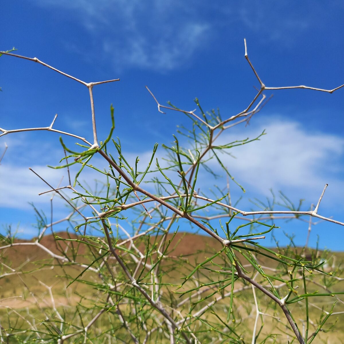 Calligonum aphyllum - (Pall.)Gürke.