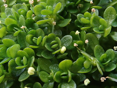Callitriche palustris (Water starwort) — photo