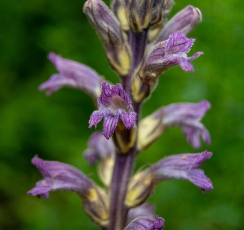 Calluna vulgaris (Broom) — photo