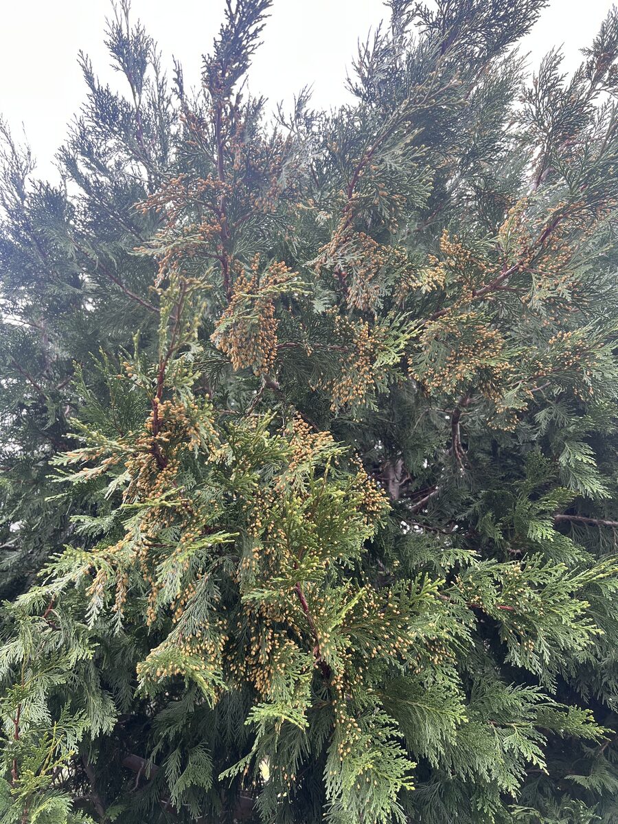 Calocedrus decurrens - (Torr.)Florin. (Incense Cedar) — photo