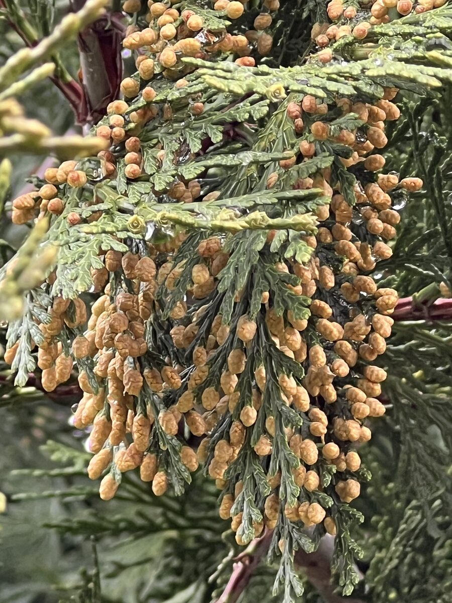 Calocedrus decurrens - (Torr.)Florin. (Incense Cedar) — photo