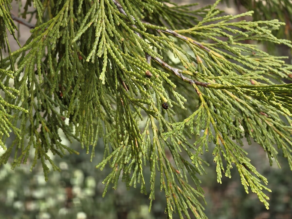 Calocedrus decurrens - (Torr.)Florin.