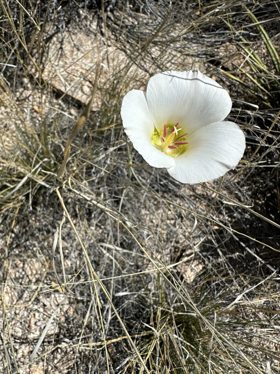 Calochortus ambiguus - (M.E. Jones) Ownbey (Arizona or Doubting Mariposa Lily) — photo