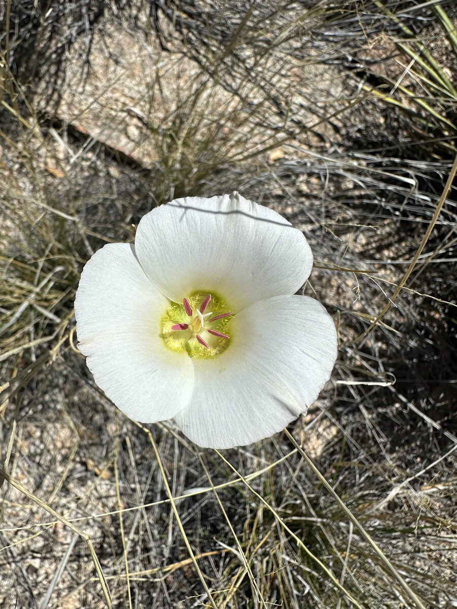Calochortus ambiguus - (M.E. Jones) Ownbey (Arizona or Doubting Mariposa Lily) — photo