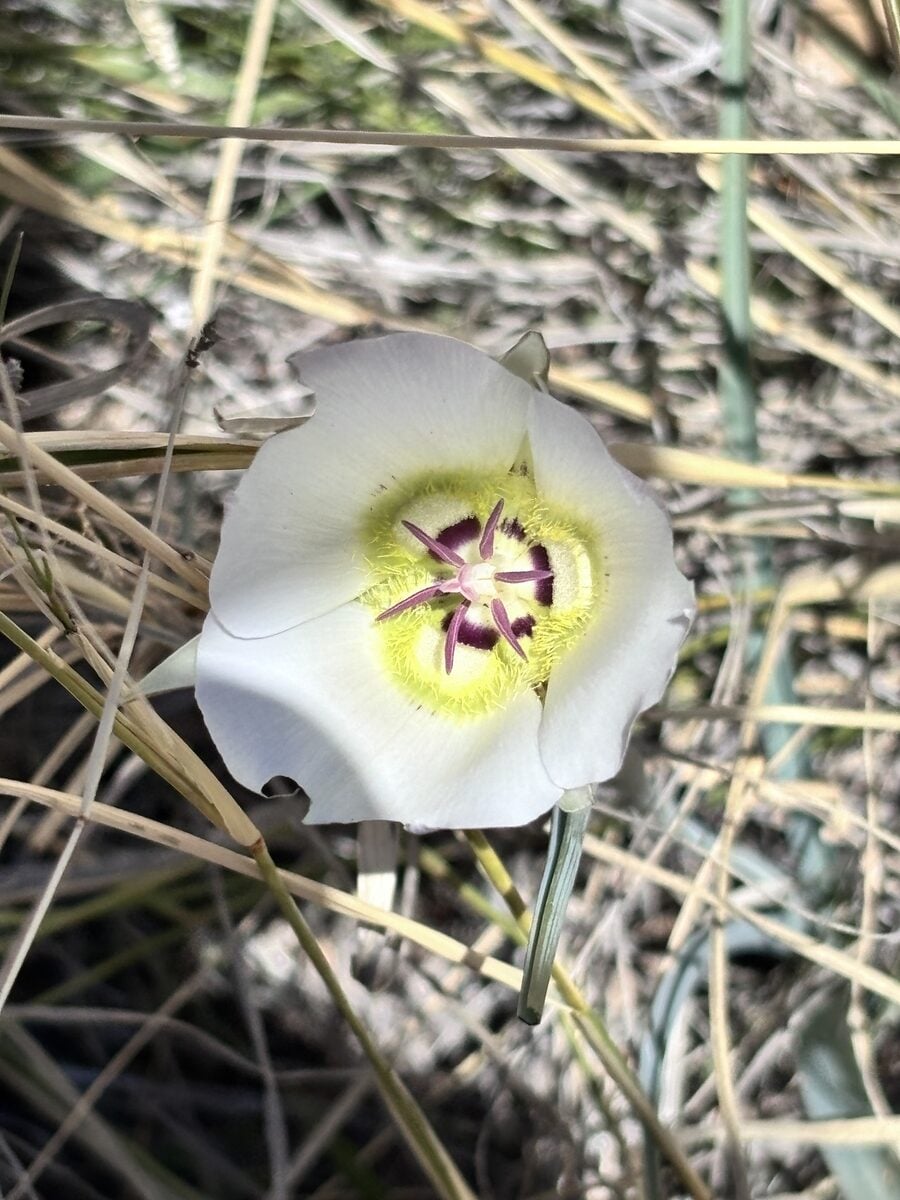Calochortus ambiguus - (M.E. Jones) Ownbey