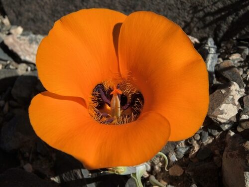 Calochortus kennedyi (Kennedy’s or Desert Mariposa Lily) — photo