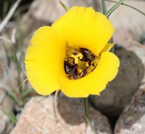 Calochortus kennedyi (Kennedy’s or Desert Mariposa Lily) — photo