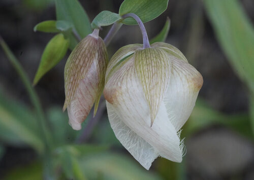 Calochortus uniflorus (Globe lily) — photo