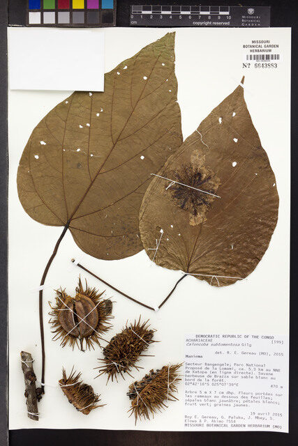 Caloncoba subtomentosa — photo