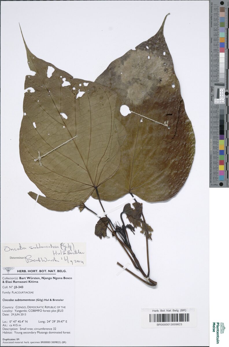 Caloncoba subtomentosa — photo