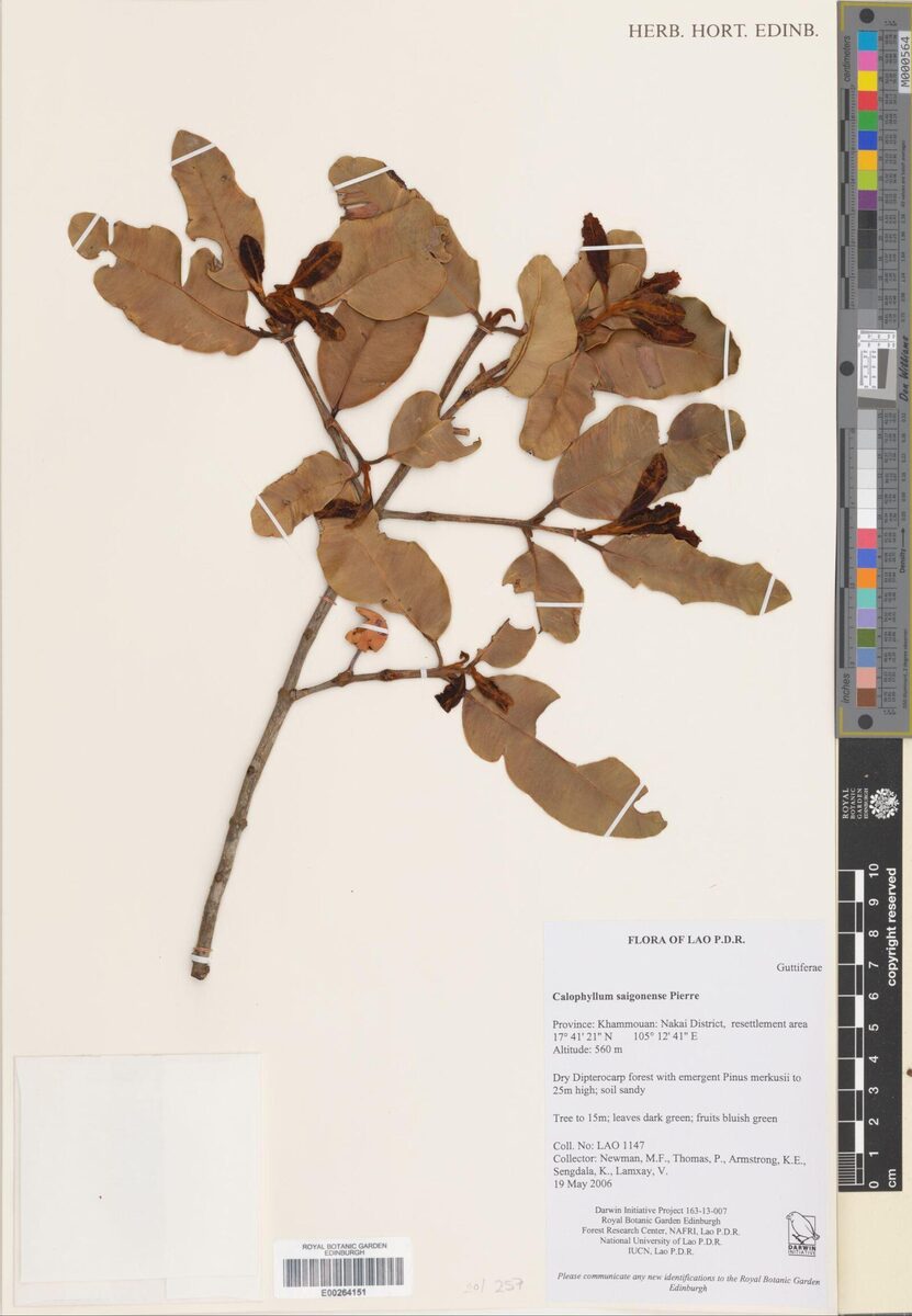 Calophyllum calaba var. bracteatum — photo
