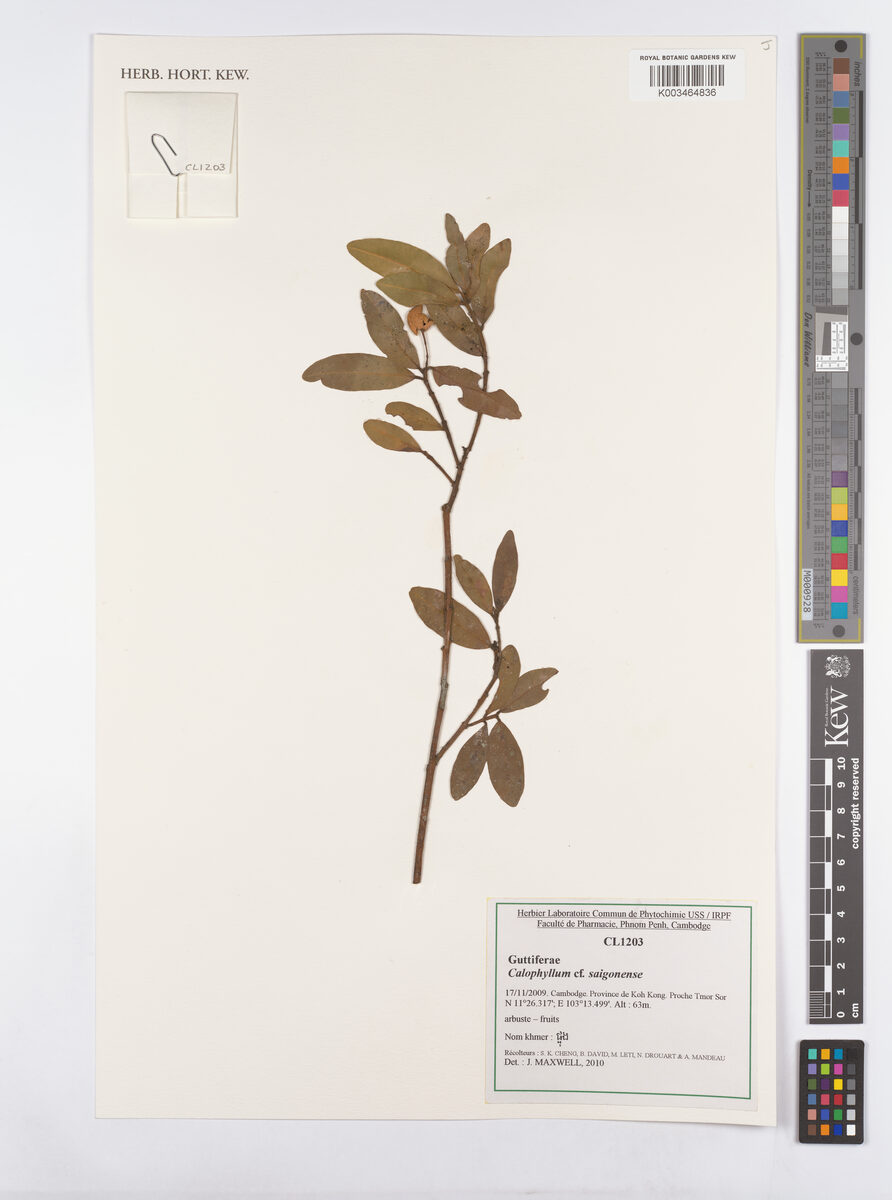 Calophyllum calaba var. bracteatum