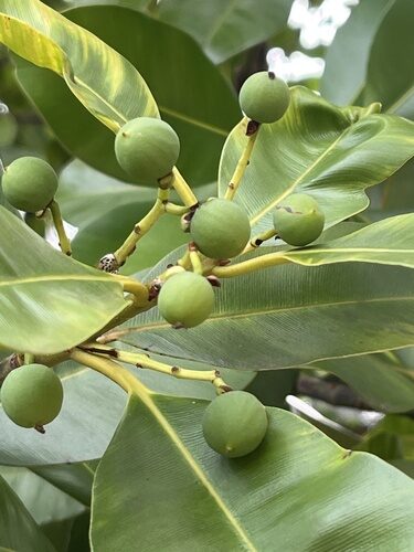 Calophyllum inophyllum (Beauty leaf) — photo