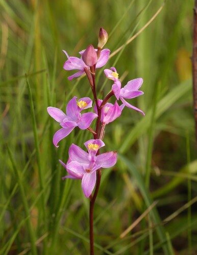 Calopogonium mucunoides (Calapo) — photo