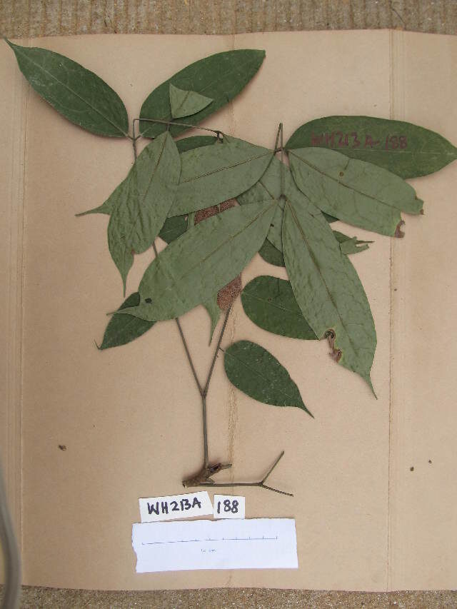 Calpocalyx brevibracteatus — photo