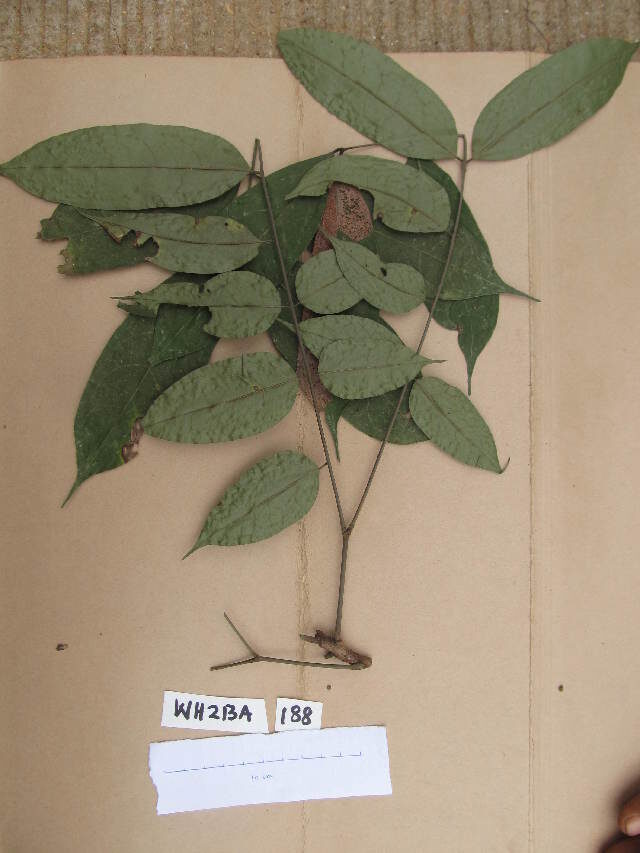 Calpocalyx brevibracteatus — photo