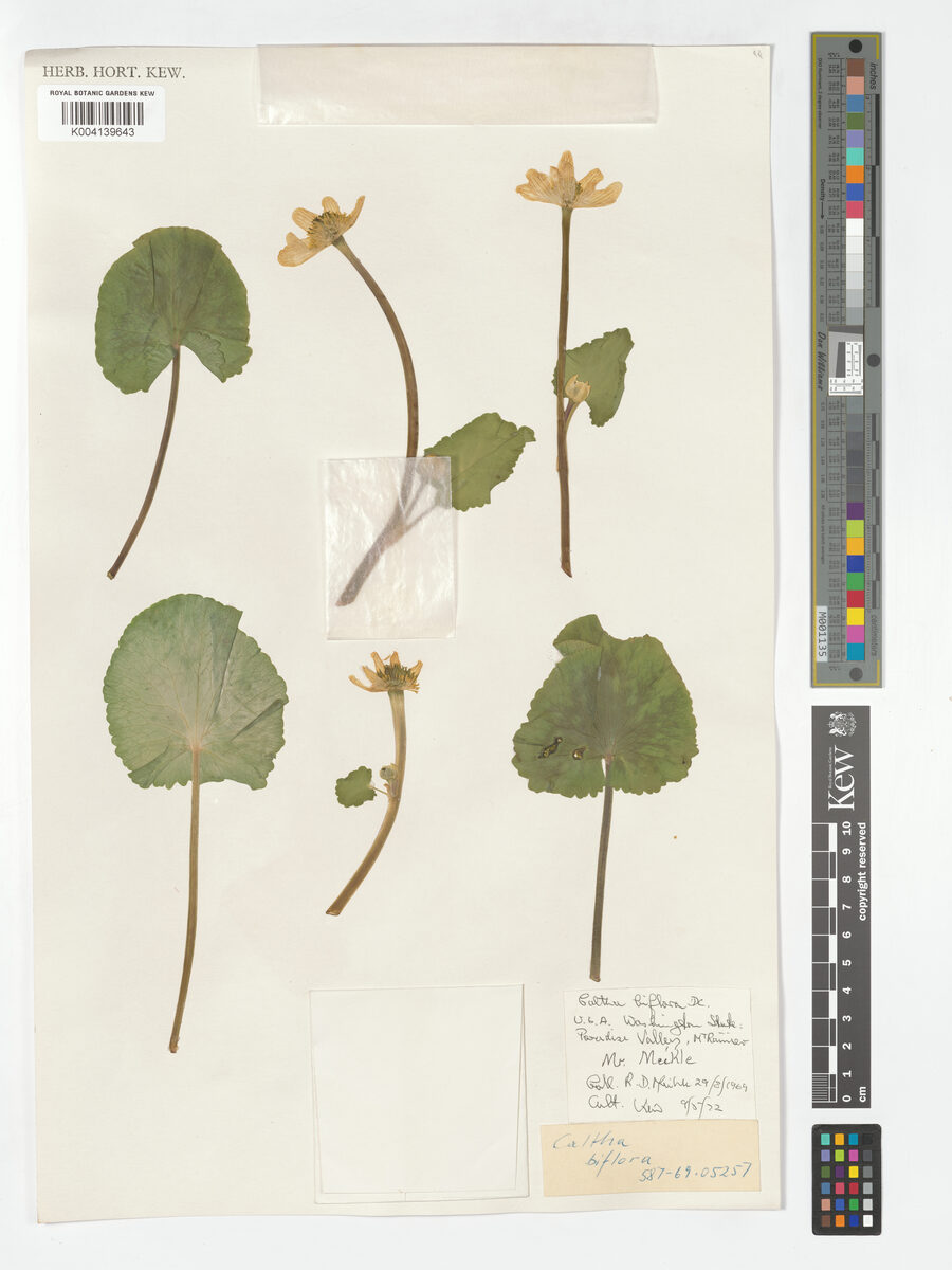 Caltha leptosepala howellii - (Huth.)Smit.