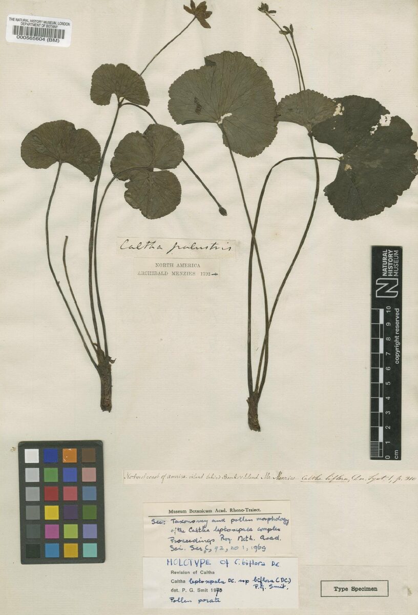 Caltha leptosepala var. howellii (Alpine white marsh marigold) — photo