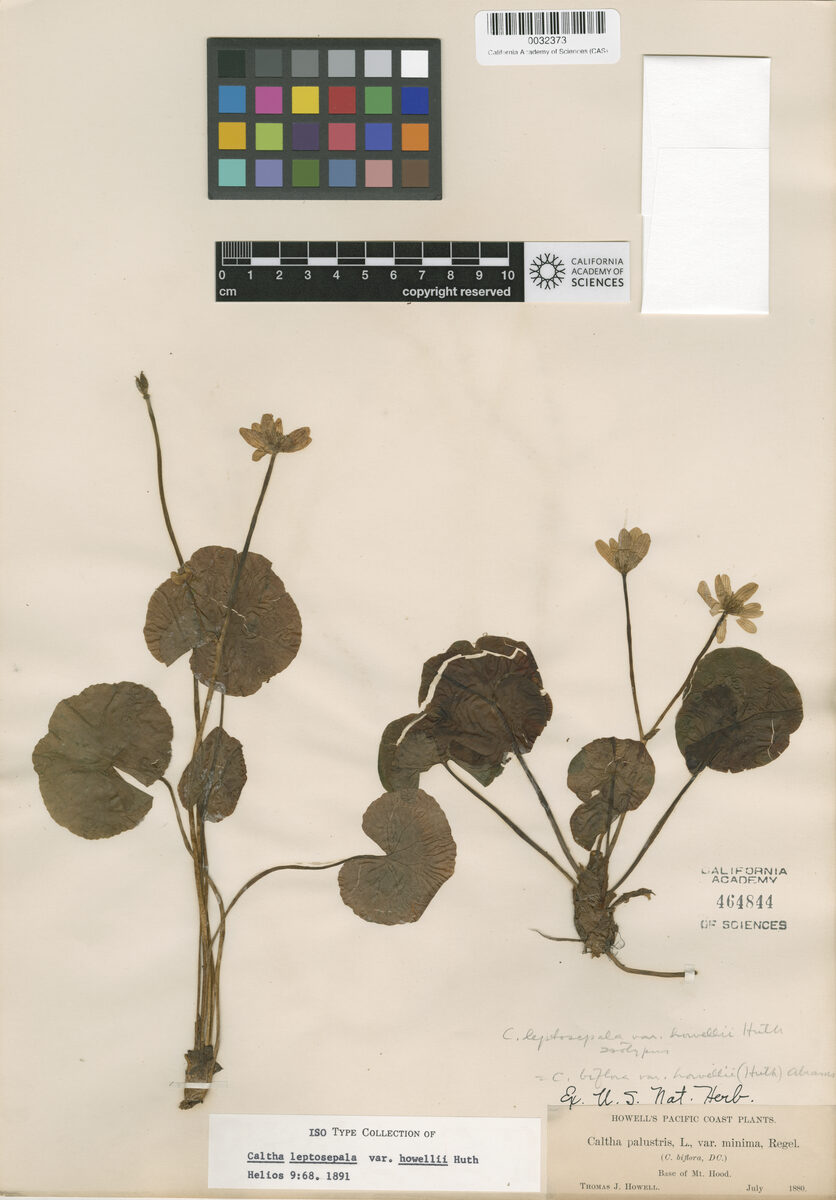 Caltha leptosepala var. howellii