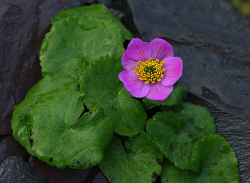 Caltha sinogracilis