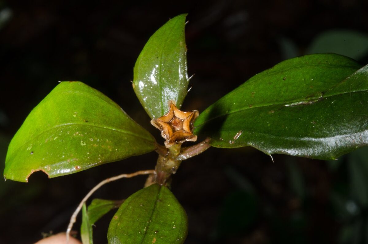 Calvoa seretii — photo