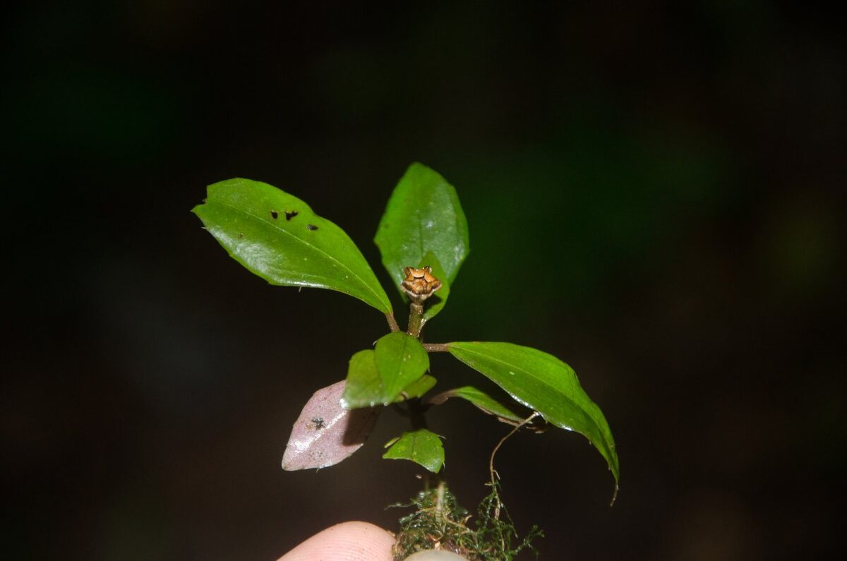 Calvoa seretii — photo