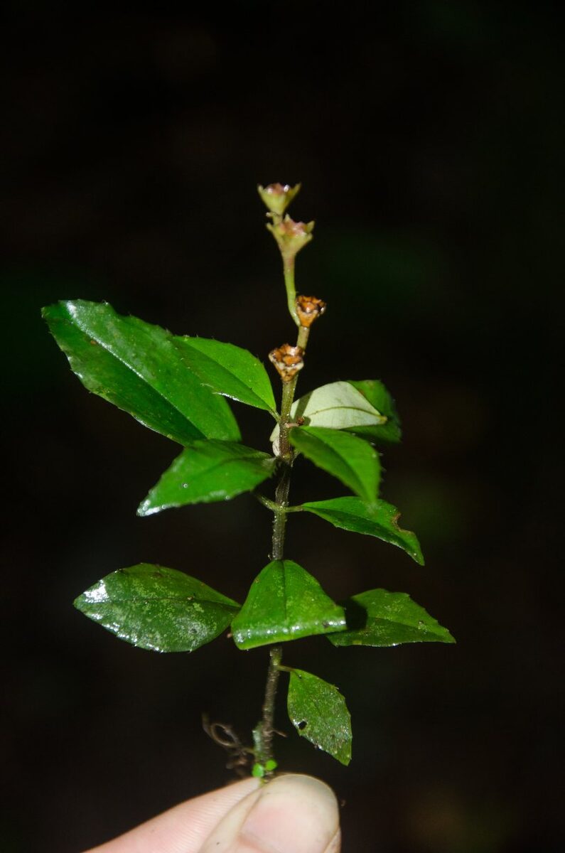 Calvoa seretii