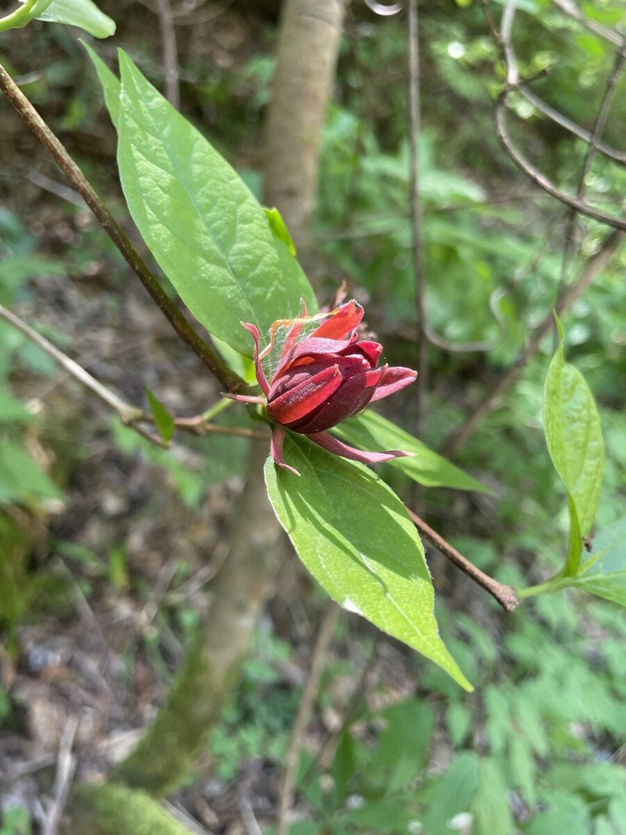 Calycanthus floridus glaucus - (Willd.)Torr.&A.Gray. (Eastern Sweetshrub) — photo