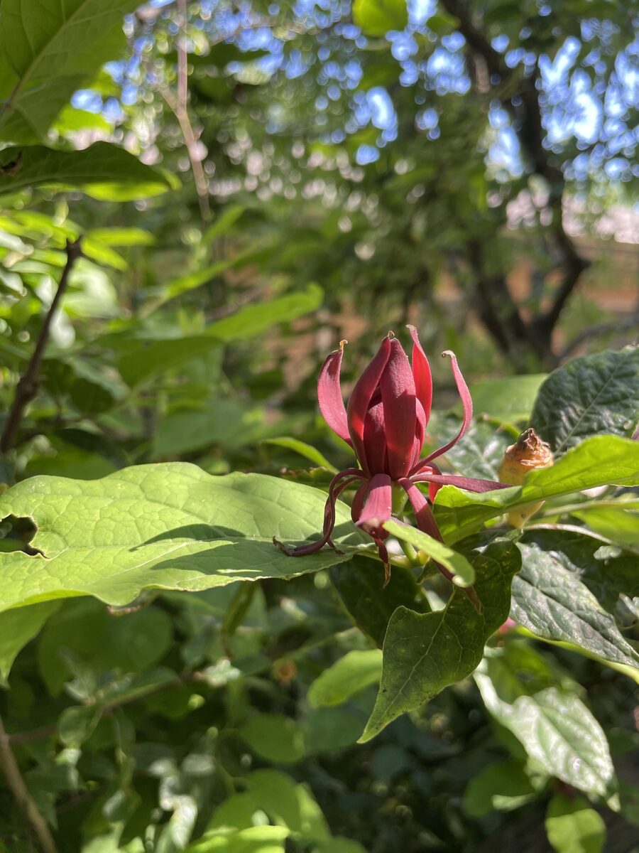 Calycanthus floridus glaucus - (Willd.)Torr.&A.Gray. (Eastern Sweetshrub) — photo