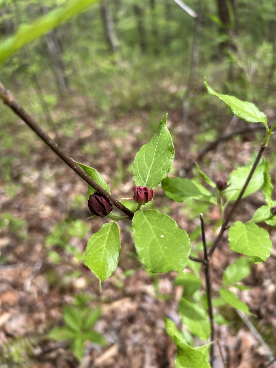 Calycanthus floridus glaucus - (Willd.)Torr.&A.Gray.
