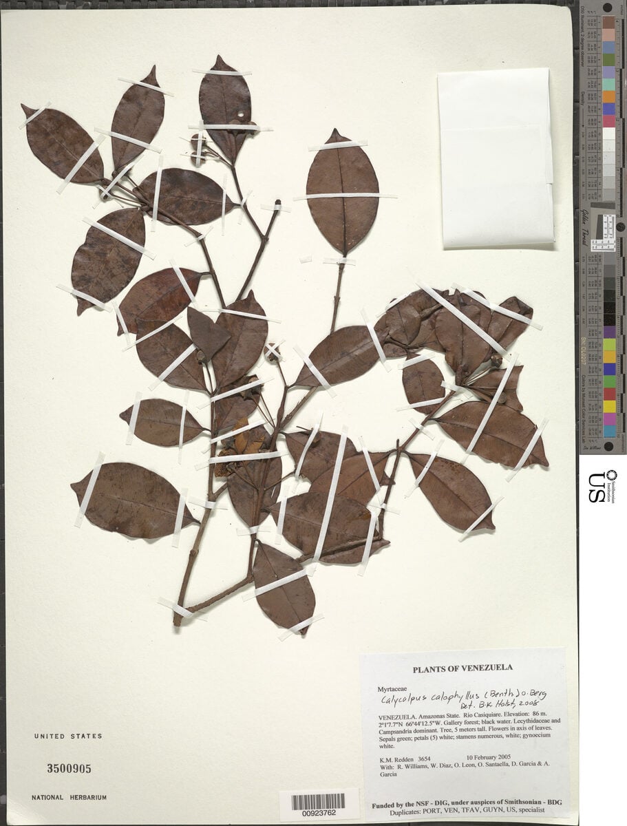 Calycolpus calophyllus — photo