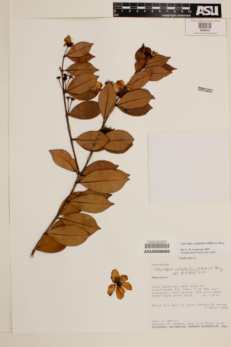 Calycolpus calophyllus — photo