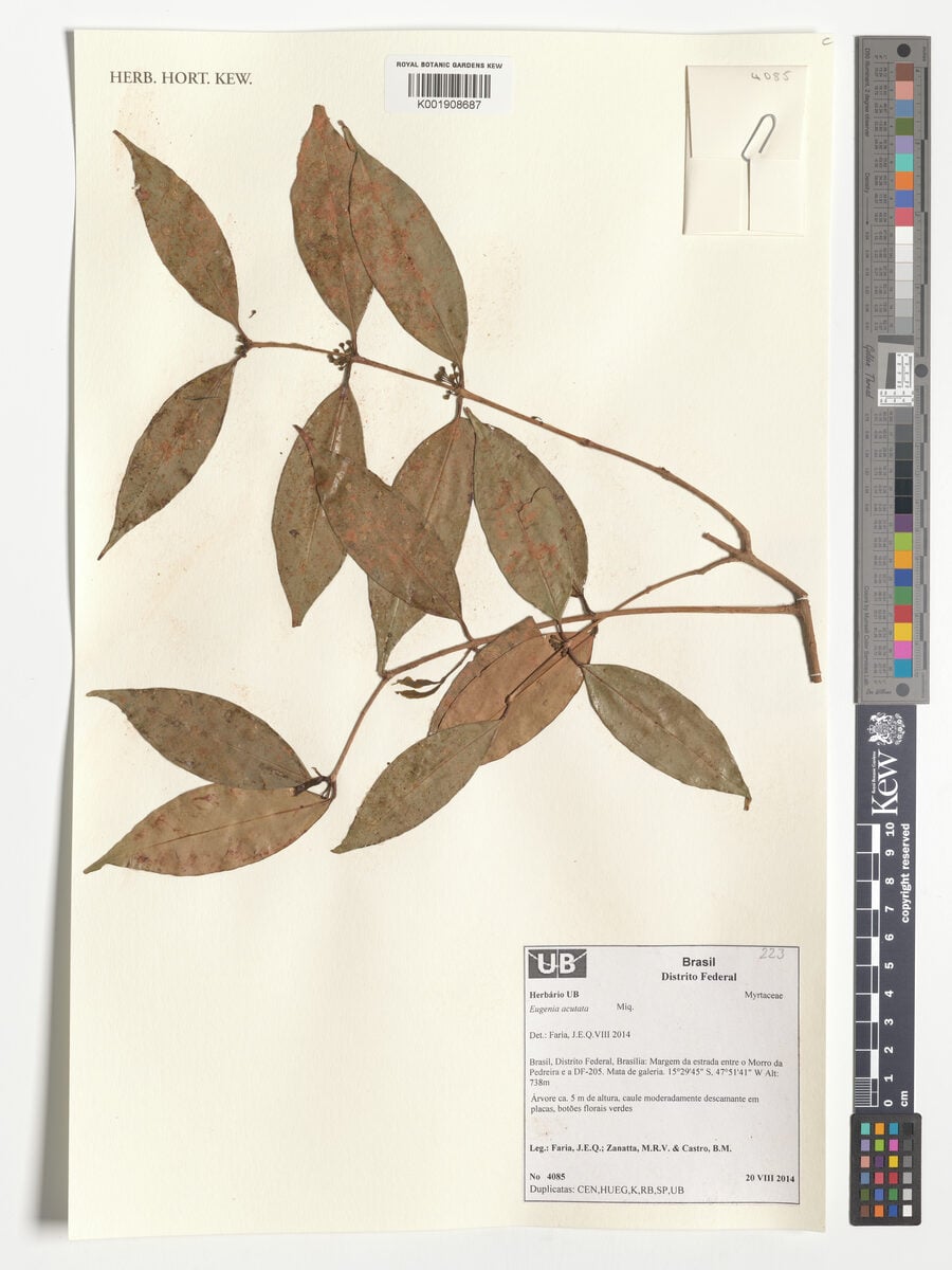 Calycorectes acutatus