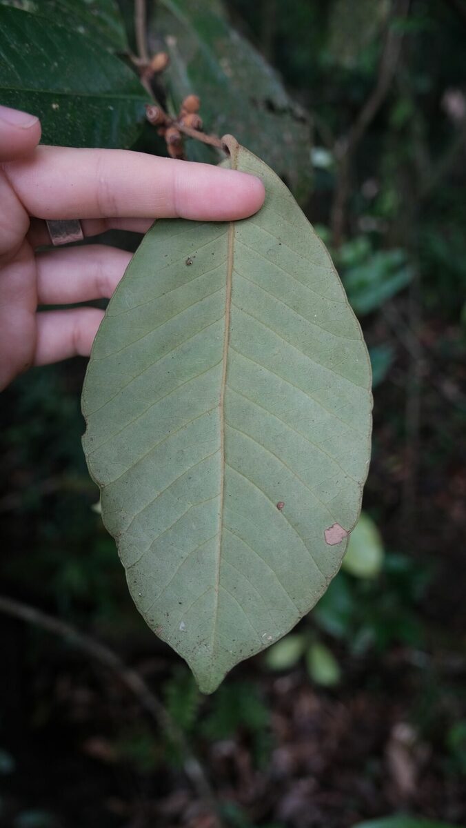 Calycorectes sp. (Hobo) — photo