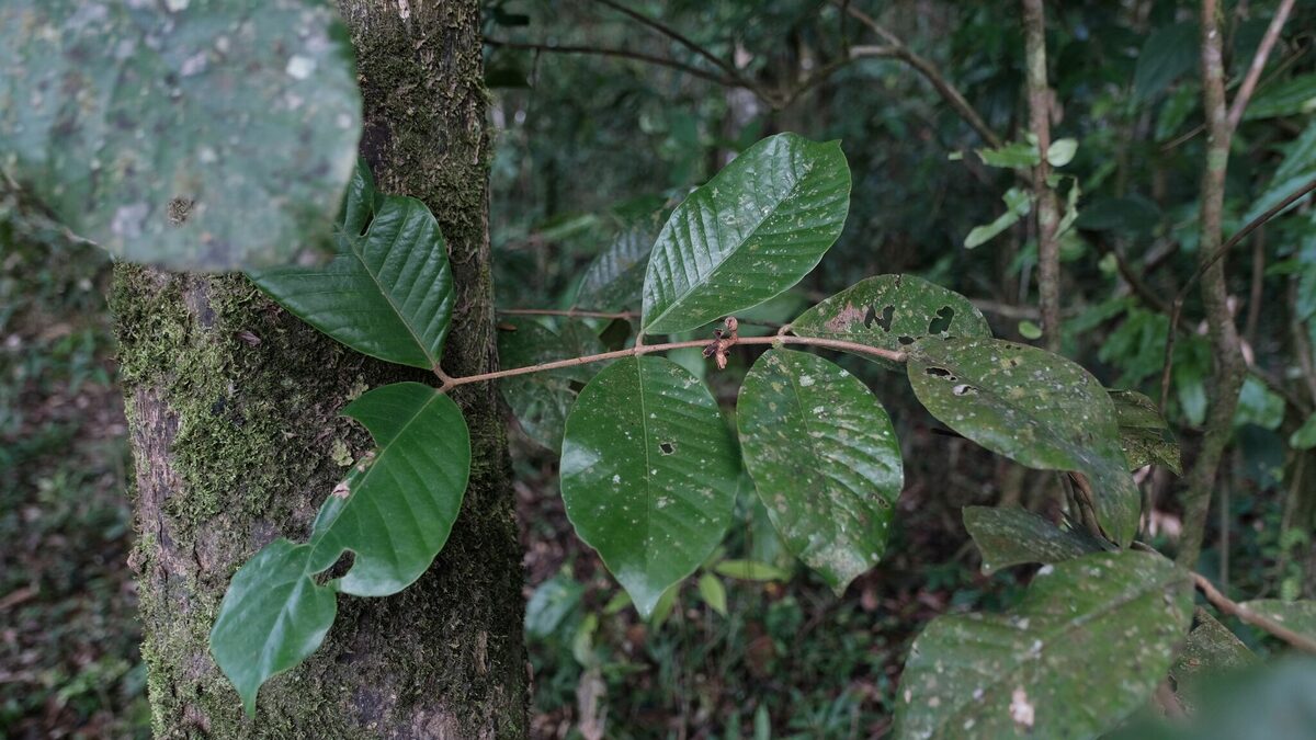 Calycorectes sp. (Hobo) — photo