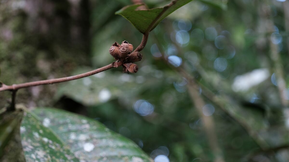 Calycorectes sp.