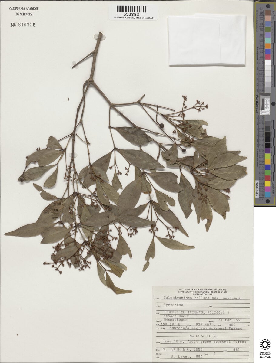 Calyptranthes pallens var. mexicana — photo