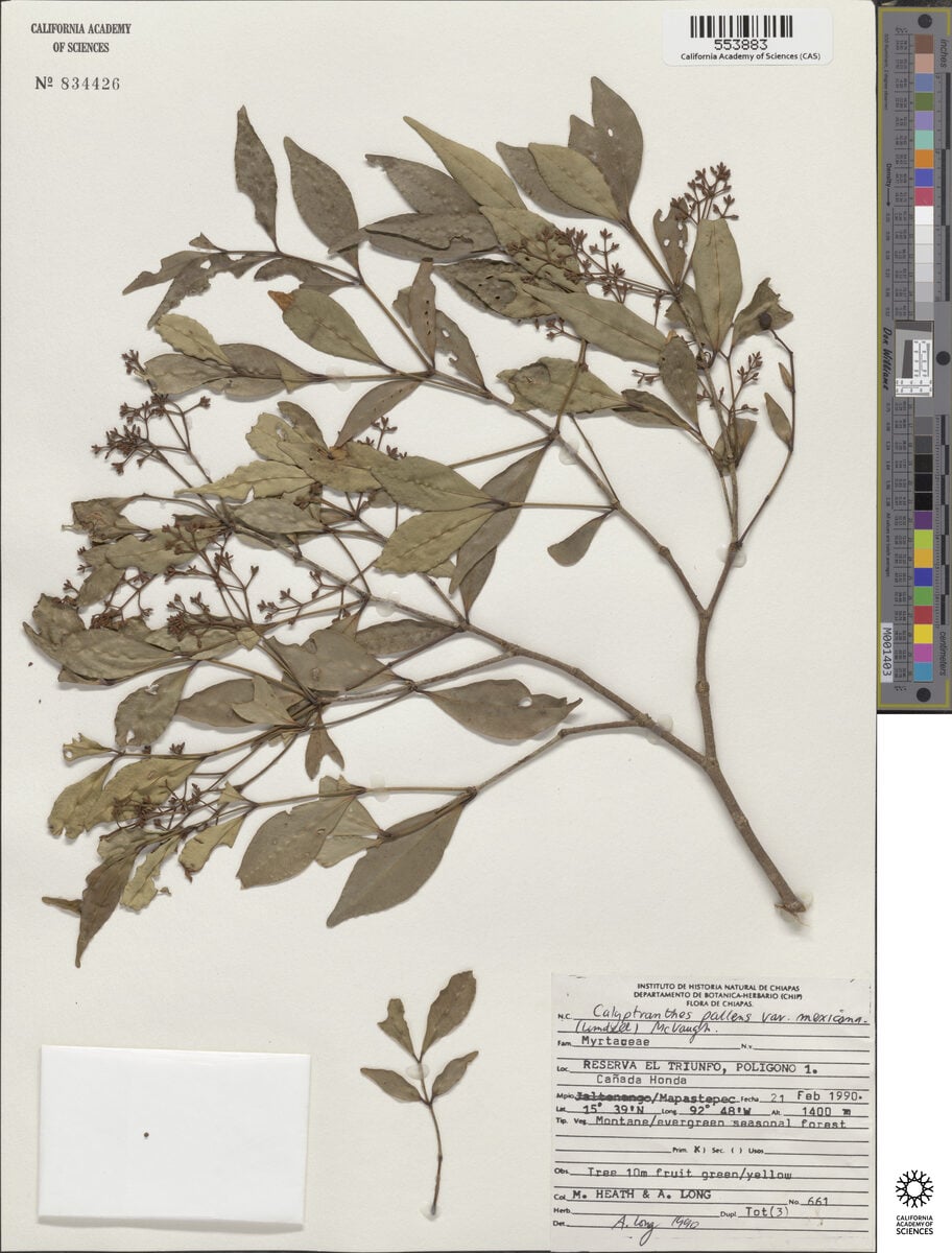 Calyptranthes pallens var. mexicana — photo