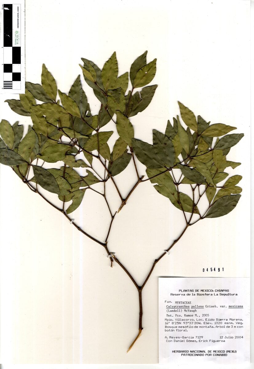Calyptranthes pallens var. mexicana