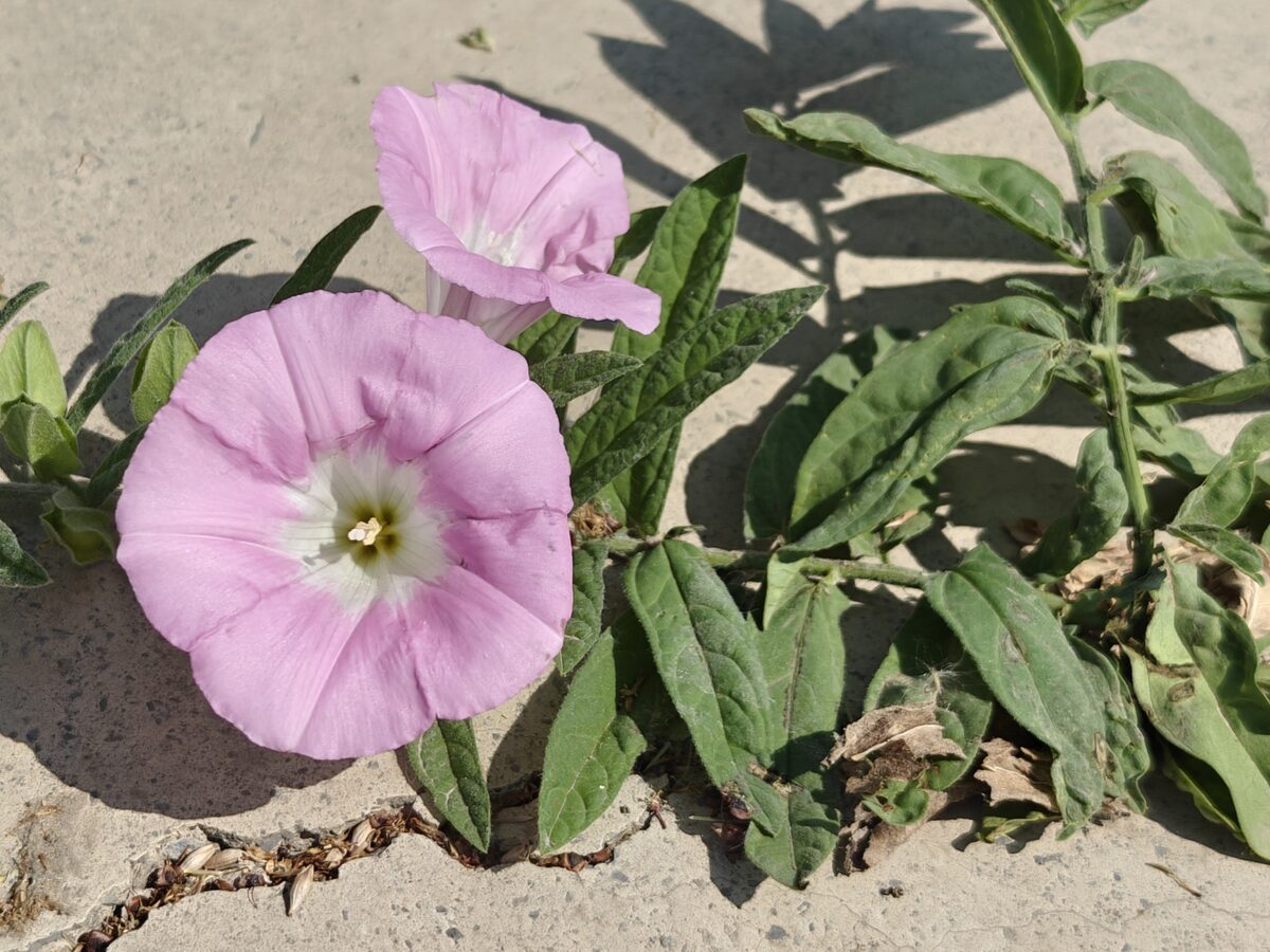 Calystegia pellita - (Ledeb.)G.Don. — photo