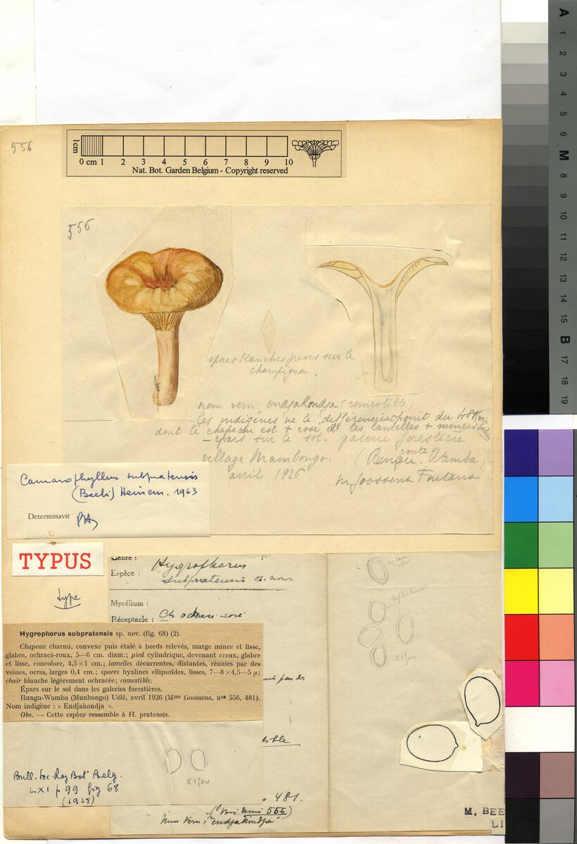 Camarophyllus subpratensis — photo