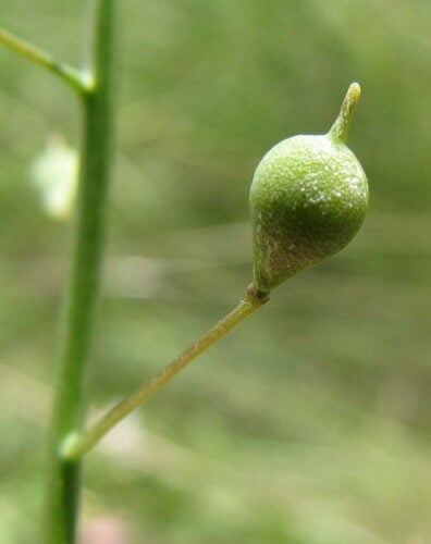 Camelina microcarpa (Littlepod Falseflax) — photo
