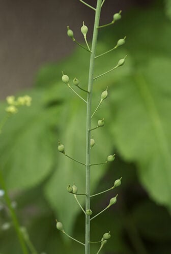 Camelina microcarpa (Littlepod Falseflax) — photo