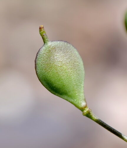 Camelina rumelica (Graceful false flax) — photo
